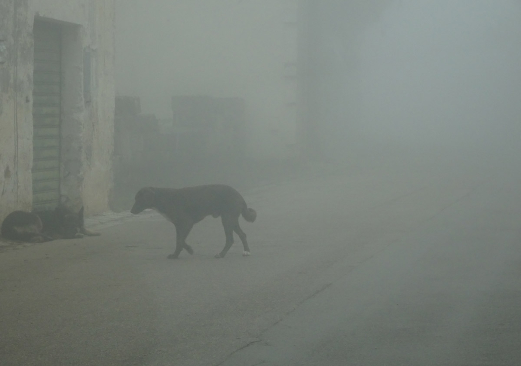 Cani nella nebbia, fotografia di Marcello Montinari, babelecapovolta.art, le emozioni che influenzano le scelte di immagini fotografiche