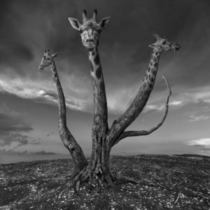 dariusz klimczak fotografia subconscia e surrealista